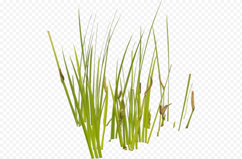 Aquatic Plants Cattail Grasses Png