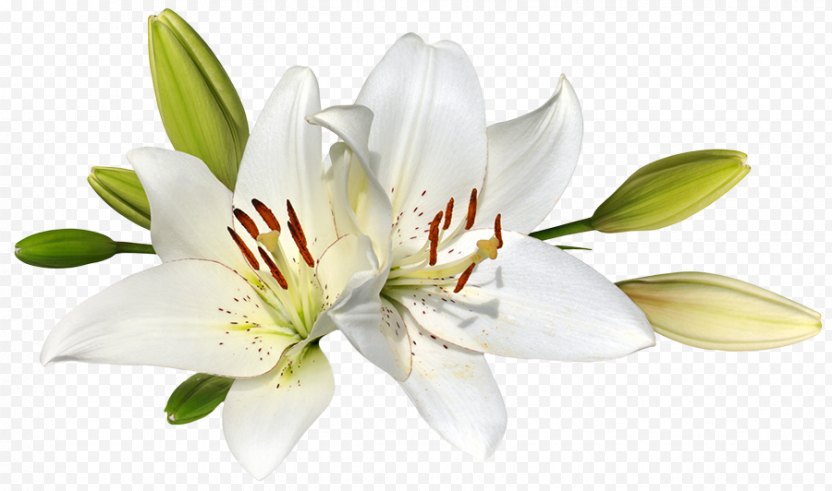 Easter Lily Flower Stock Photography Clip Art PNG