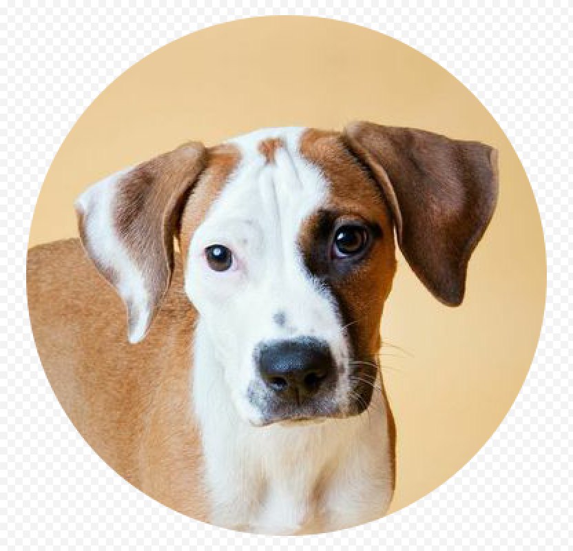 English Foxhound Harrier Dog Breed Treeing Walker Coonhound American Group Png