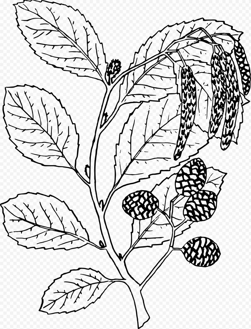 Alder Alnus Oblongifolia Ausmalbild Tree - Art PNG