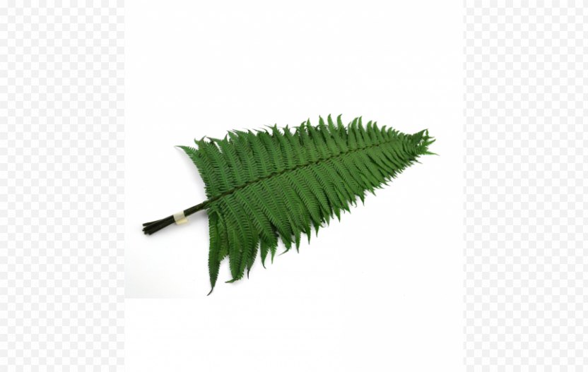 Parchment Papyrus Grass Fern Leaf PNG