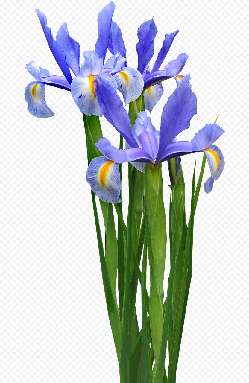Bulb Flower Irises Lily PNG