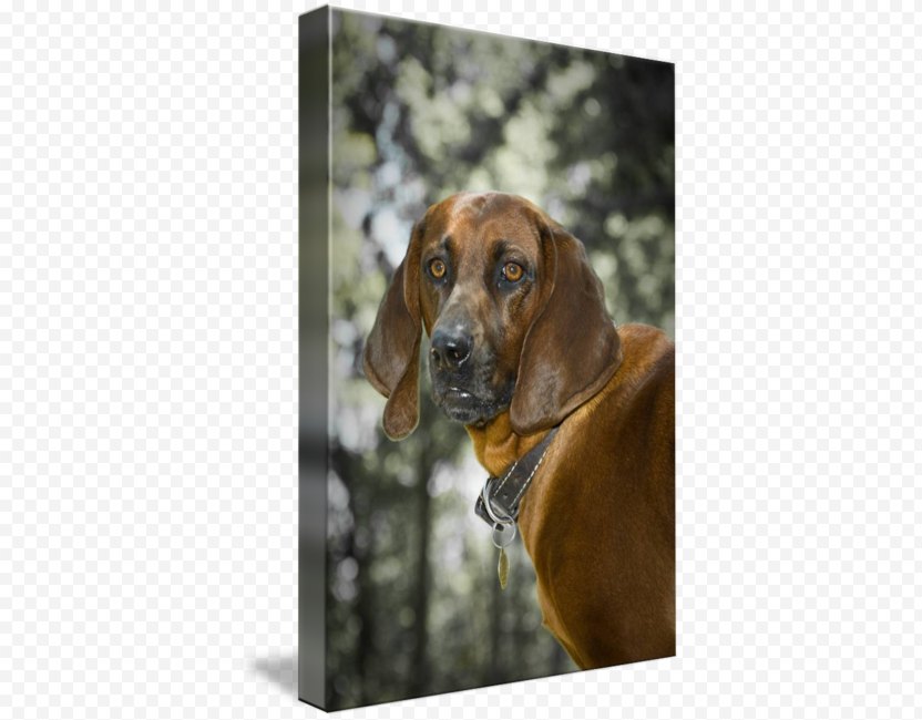 Plott Hound Black And Tan Coonhound Redbone Hanover Treeing Walker English Foxhound Png