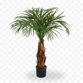 Phoenix Roebelenii Adonidia Ravenea Date Palm Houseplant Tree Png