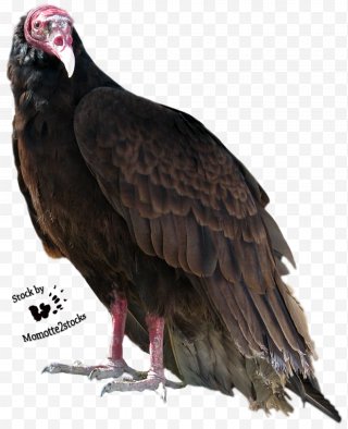 Dog Bird Turkey Vulture Cinereous Wing Png - buzzard group roblox