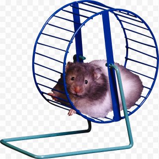 Hamster Png Images Transparent Hamster Images