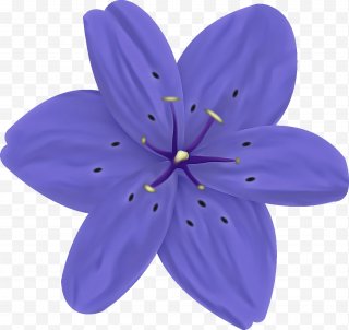Purple Flower PNG Images, Transparent Purple Flower Images