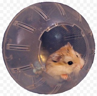 Pet Hamster Png Images Transparent Pet Hamster Images