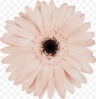 Flowers PNG Images, Transparent Flowers Images