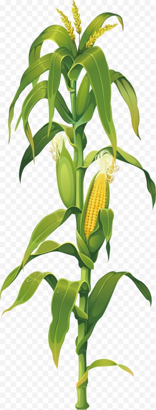 Maize PNG Images, Transparent Maize Images