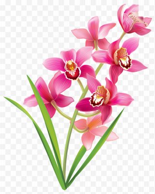 Orchids PNG Images, Transparent Orchids Images
