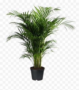 Phoenix Roebelenii Adonidia Ravenea Date Palm Houseplant Tree Png