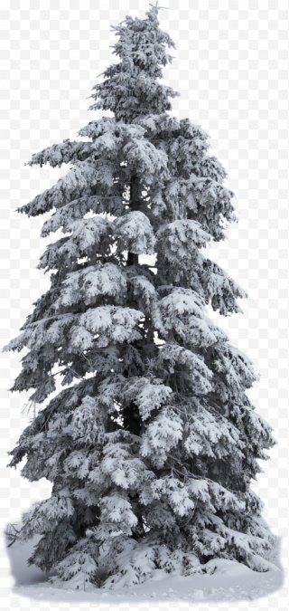 Christmas Tree Snow PNG Images, Transparent Christmas Tree Snow Images