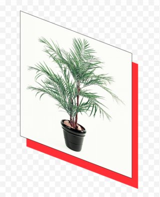 Phoenix Roebelenii Adonidia Ravenea Date Palm Houseplant Tree Png