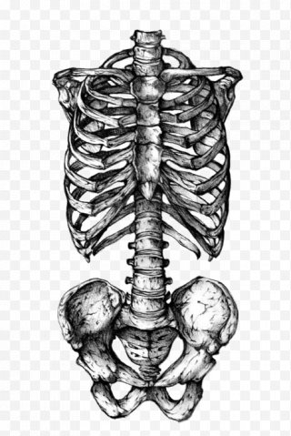 Rib Cage Png Images Transparent Rib Cage Images